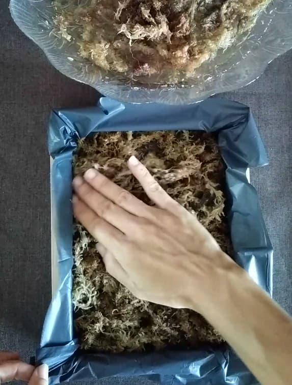 Mise en place de la sphaigne 2 Sphaigne dans cadre végétal