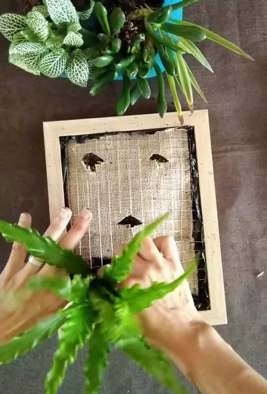 Mise en place des plantes cadre végétal 1 Mise en place des plantes cadre végétal