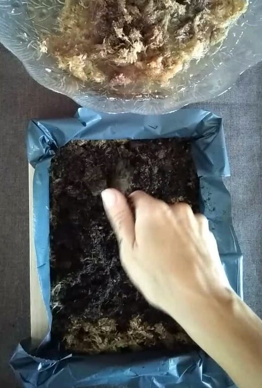 Terreau cadre végétal 1 Terreau cadre végétal