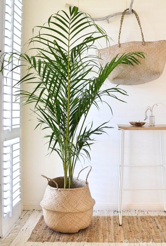 palmier dans un pot en fibres naturelles