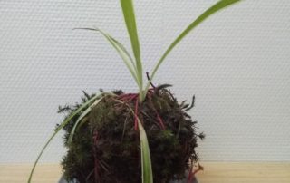 Kokedama avec chlorophytum